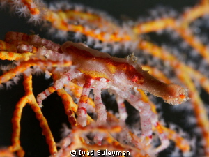 Spider Crab by Iyad Suleyman 